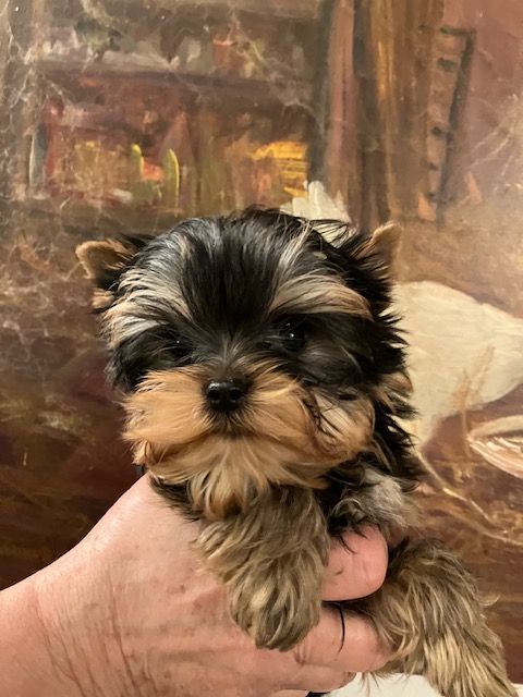 Du domaine of happy days - Chiot disponible  - Yorkshire Terrier