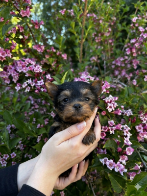 Chiot N°4